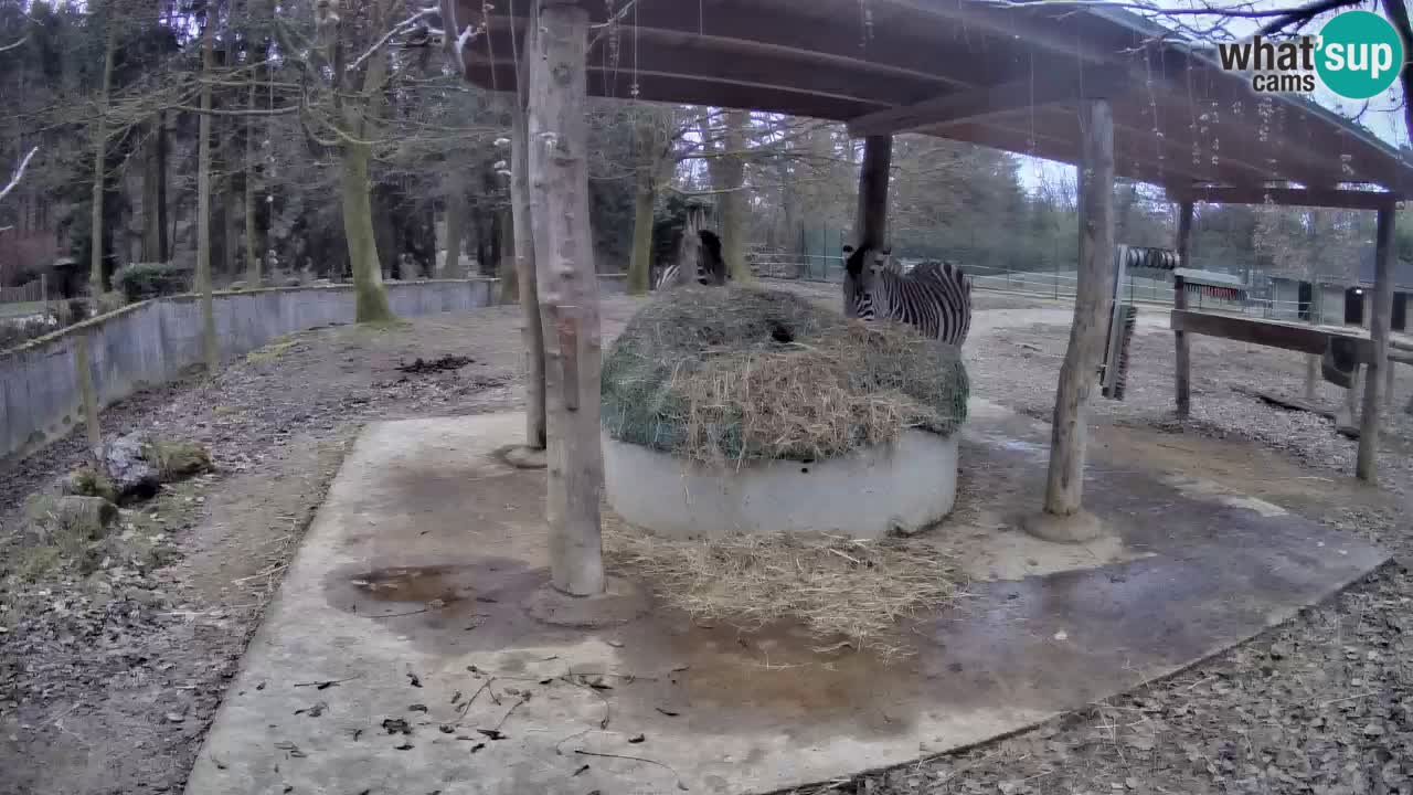 Zebre v živo v živalskem vrtu Ljubljana ZOO spletne kamere