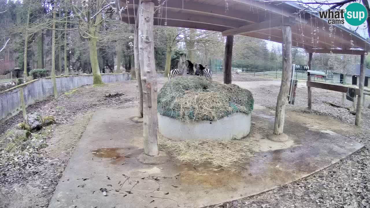 Le Zebre nello ZOO di Ljubljana – Slovenia Live webcam