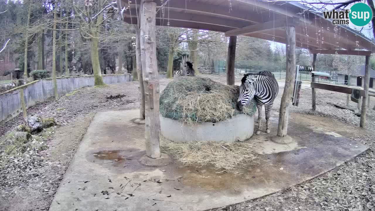 Web kamera uživo Zebras u ZOO Ljubljana – Slovenija