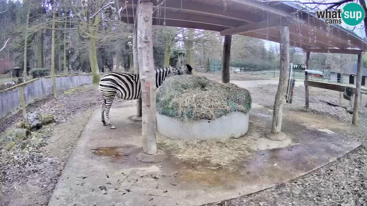 Le Zebre nello ZOO di Ljubljana – Slovenia Live webcam