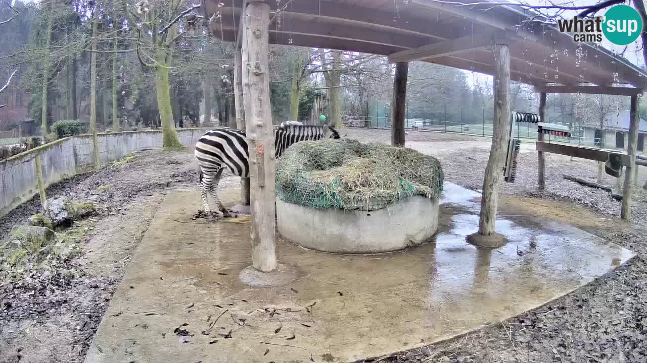 Zebre v živo v živalskem vrtu Ljubljana ZOO spletne kamere