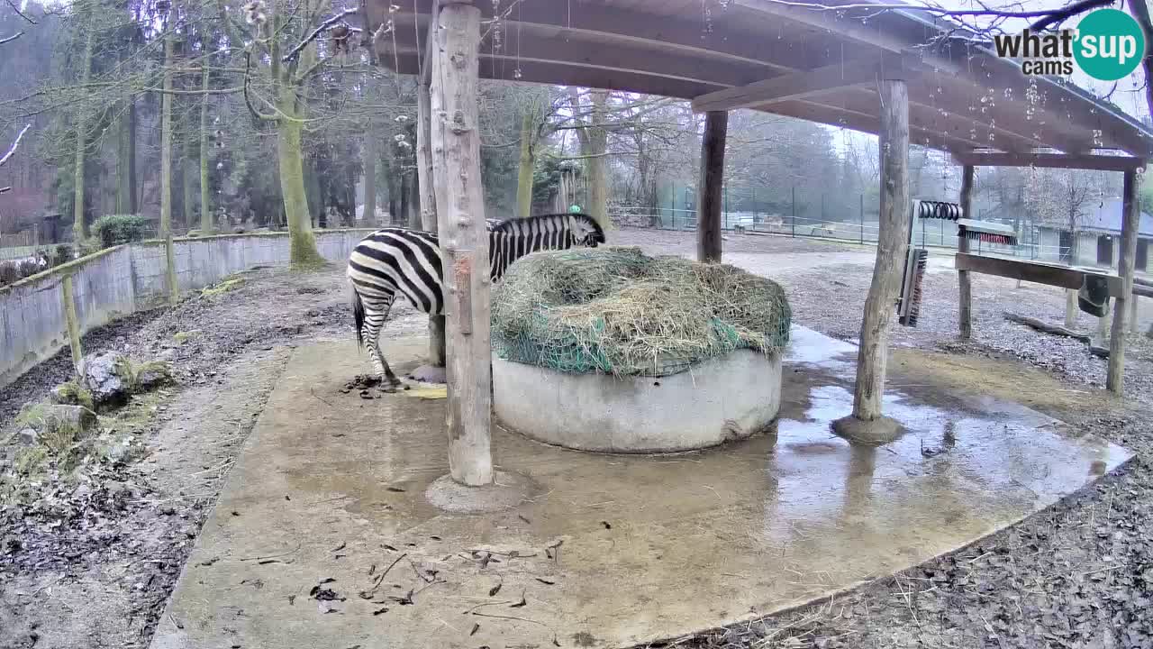 Zebre v živo v živalskem vrtu Ljubljana ZOO spletne kamere