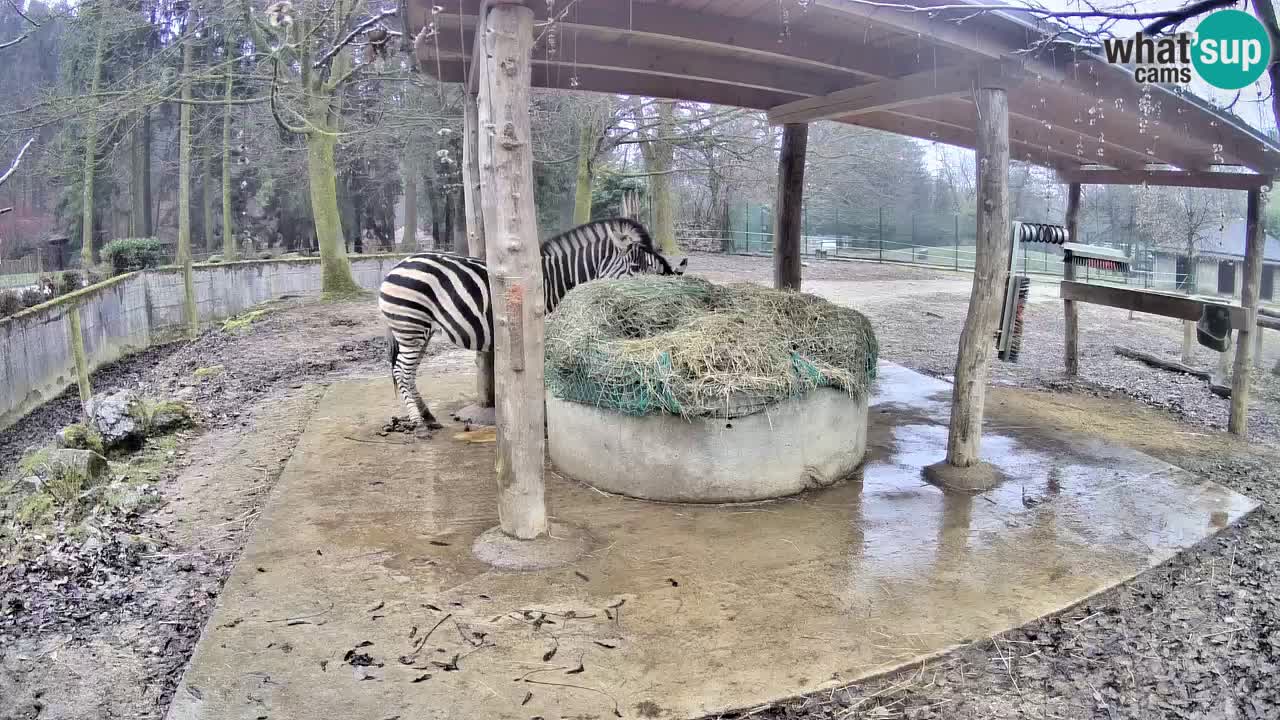 Live Webcam Zebras in Ljubljana ZOO – Slowenien