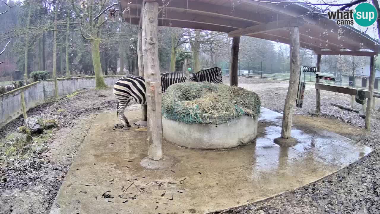 Le Zebre nello ZOO di Ljubljana – Slovenia Live webcam