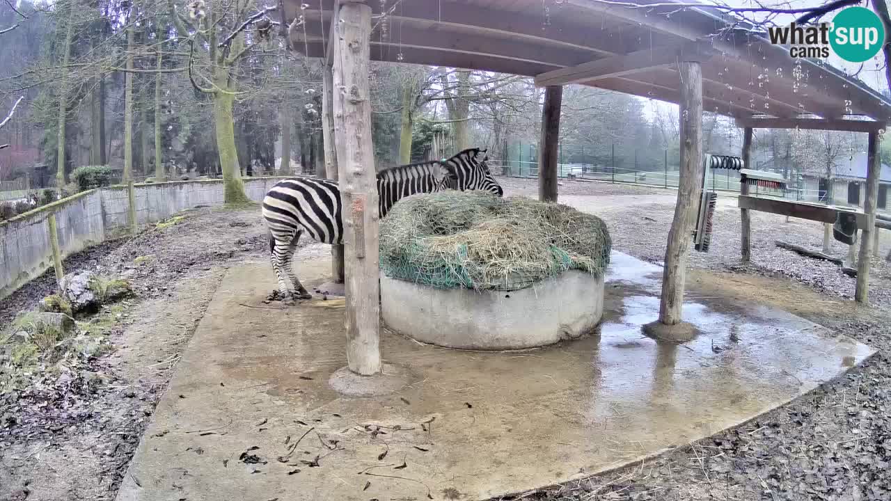 Live webcam Les zèbres in Ljubljana ZOO – Slovénie