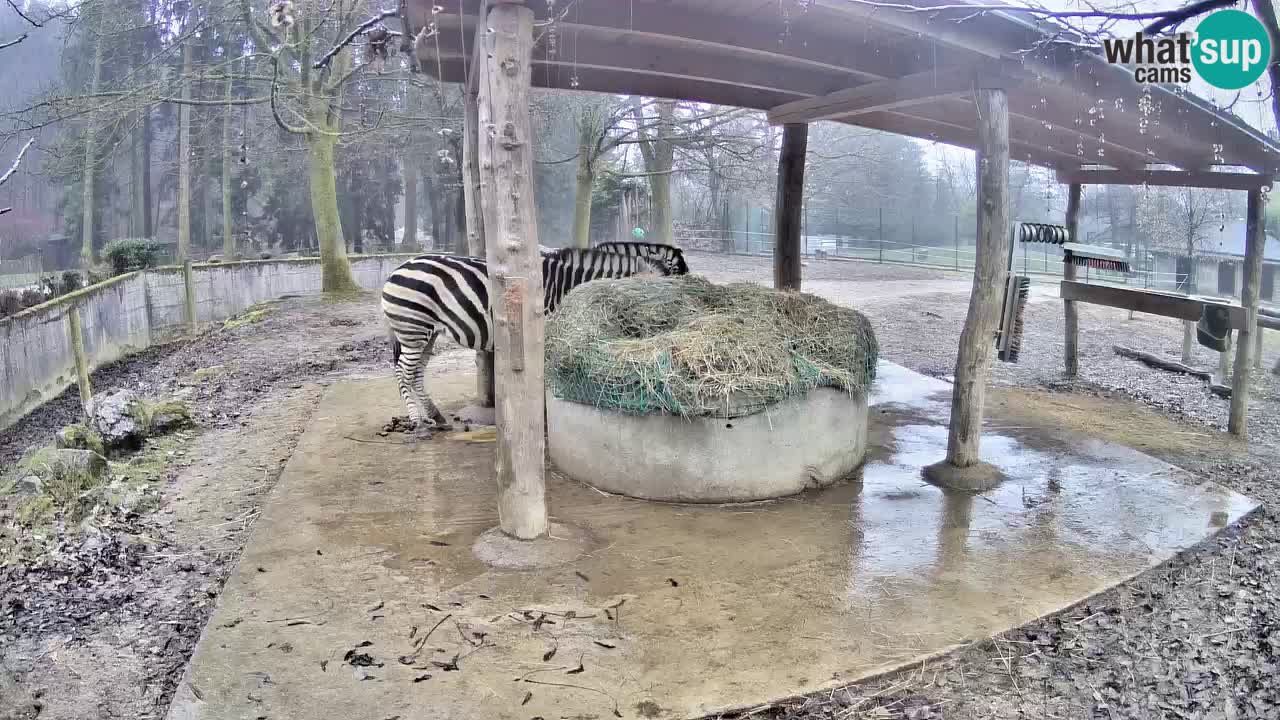 Le Zebre nello ZOO di Ljubljana – Slovenia Live webcam