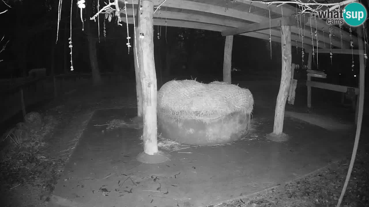 Le Zebre nello ZOO di Ljubljana – Slovenia Live webcam