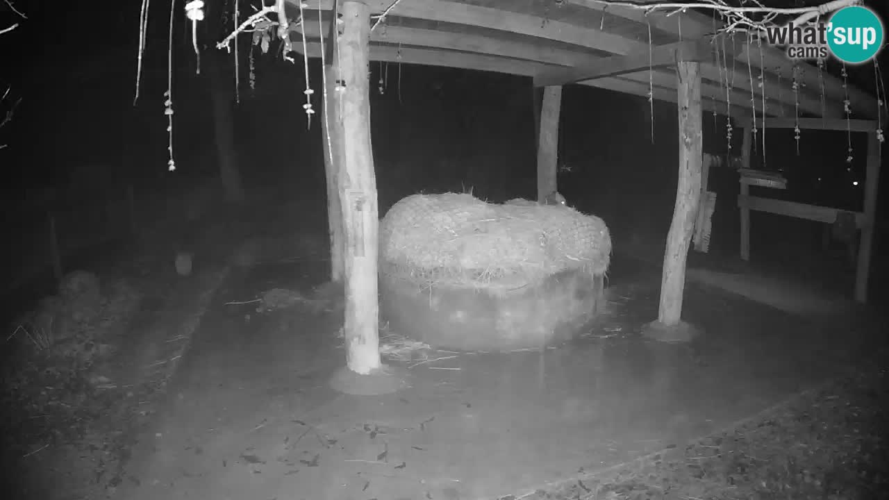 Live webcam Les zèbres in Ljubljana ZOO – Slovénie