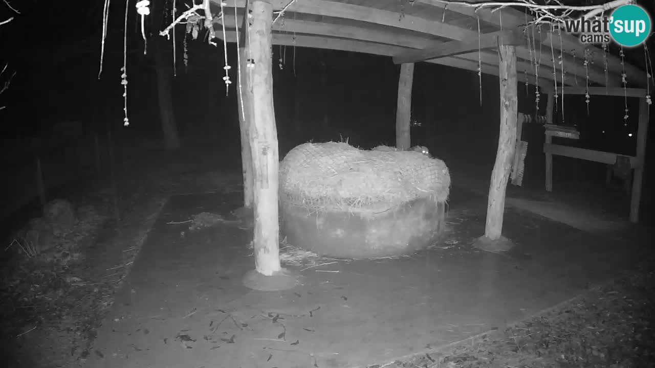 Le Zebre nello ZOO di Ljubljana – Slovenia Live webcam