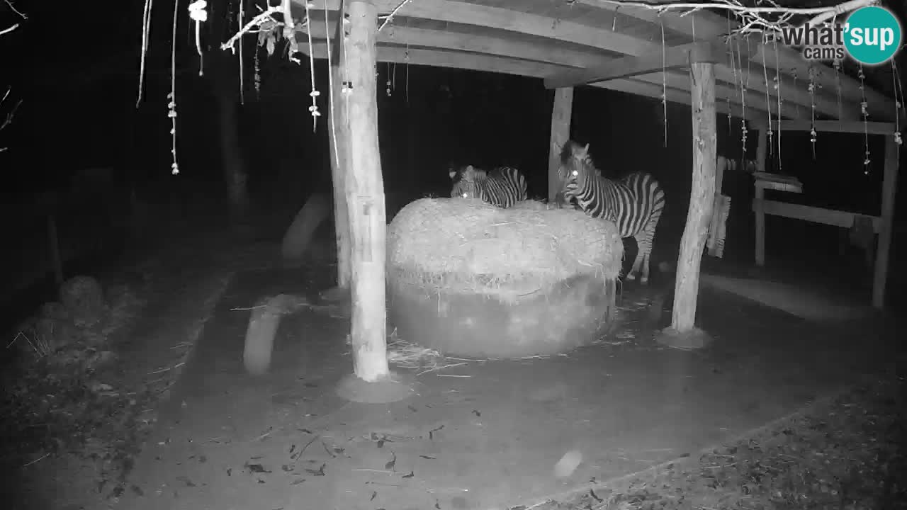 Live Webcam Zebras in Ljubljana ZOO – Slowenien