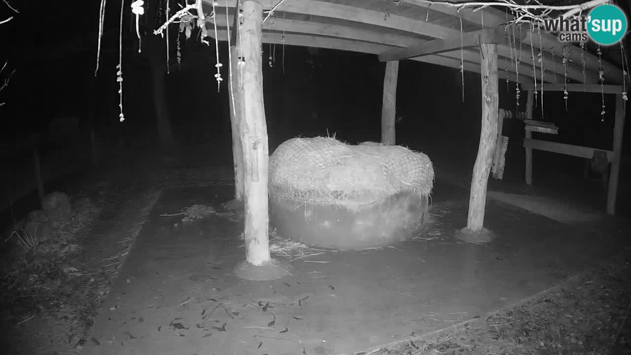 Le Zebre nello ZOO di Ljubljana – Slovenia Live webcam