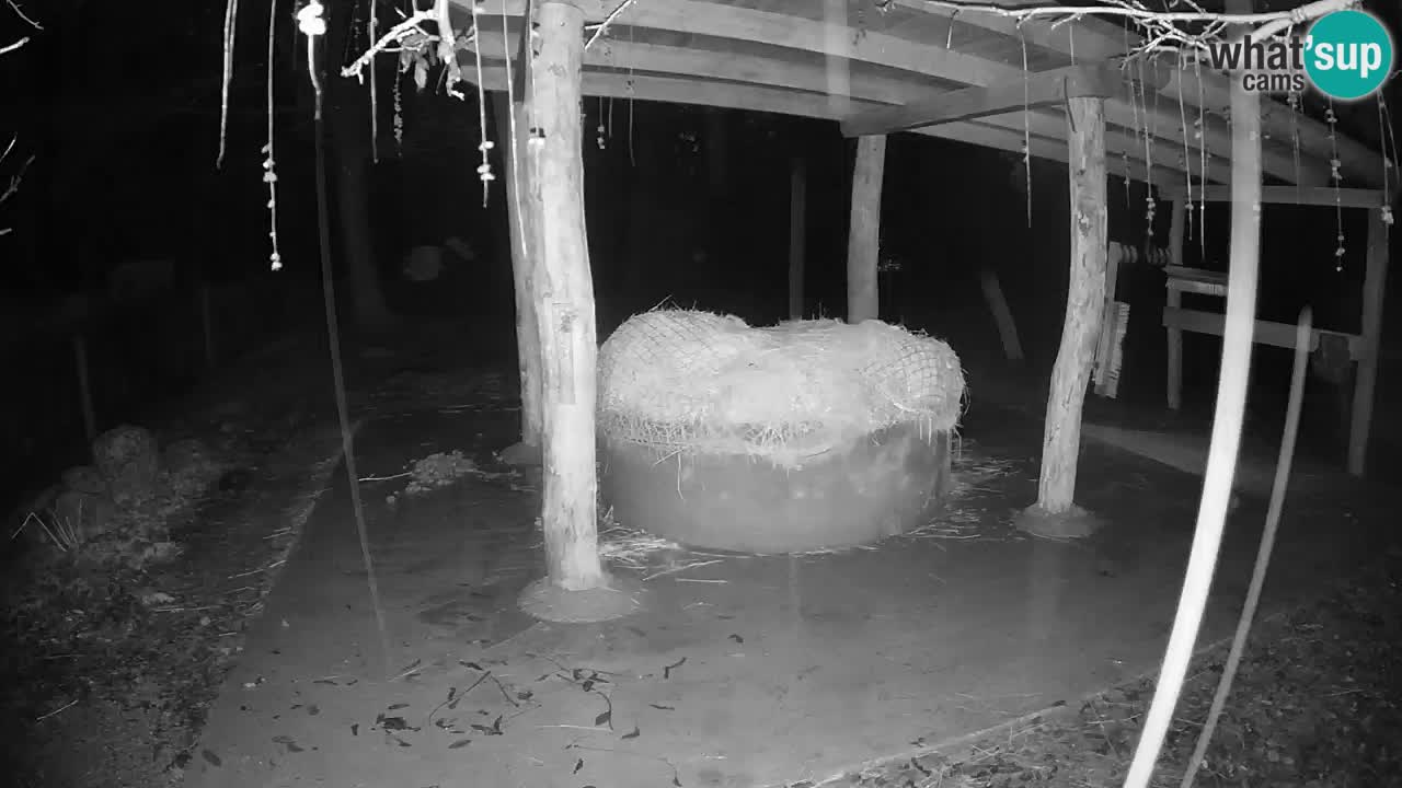 Le Zebre nello ZOO di Ljubljana – Slovenia Live webcam