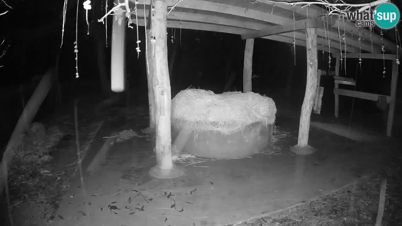 Live webcam Les zèbres in Ljubljana ZOO – Slovénie