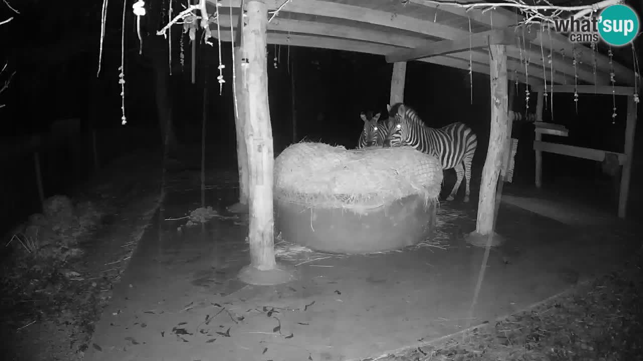 Live Webcam Zebras in Ljubljana ZOO – Slowenien