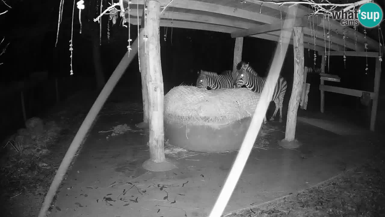 Live Webcam Zebras in Ljubljana ZOO – Slowenien