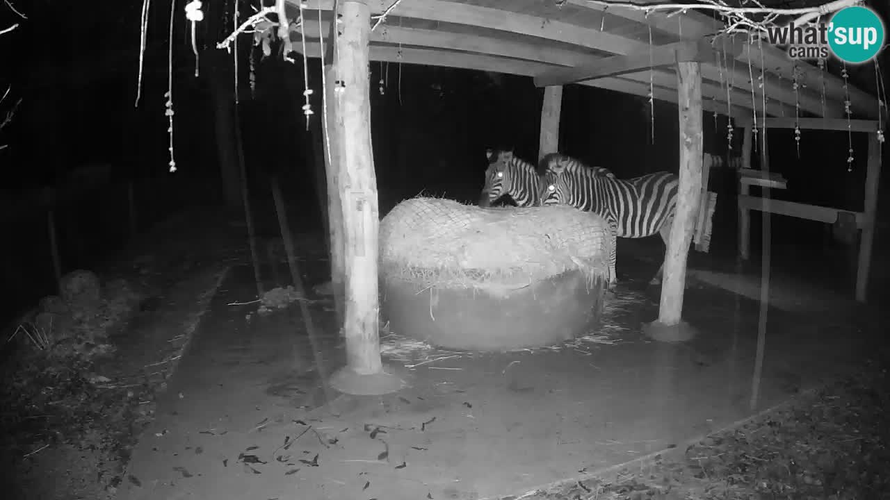 Le Zebre nello ZOO di Ljubljana – Slovenia Live webcam