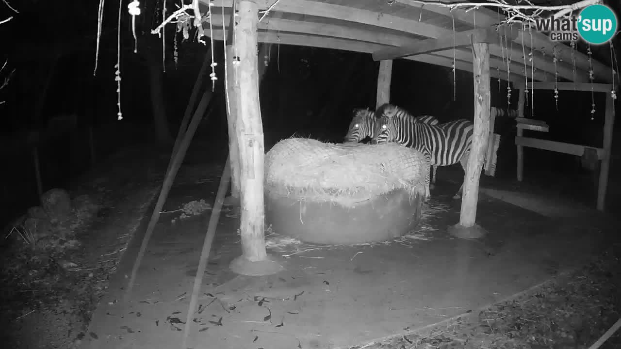 Live webcam Zebras in Ljubljana ZOO – Slovenia