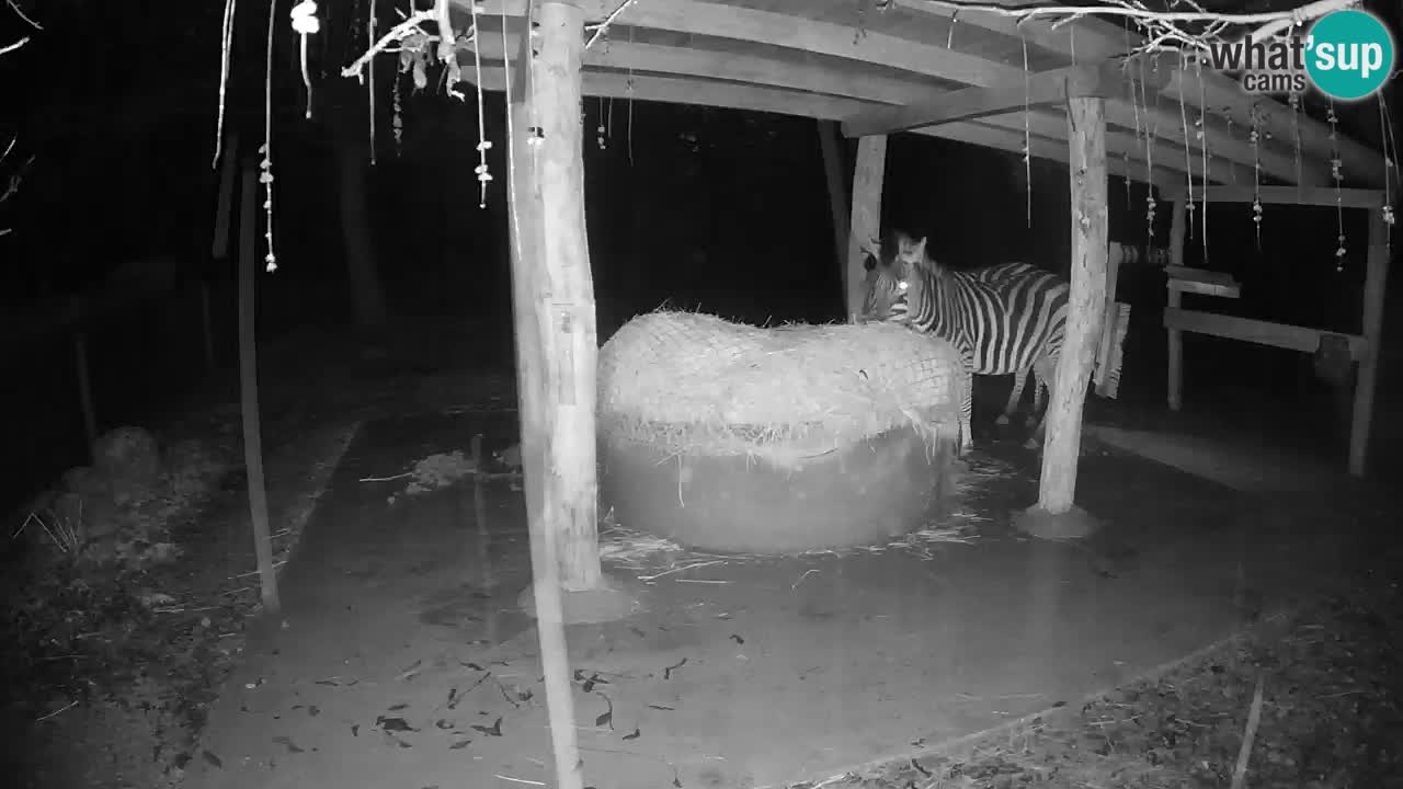 Le Zebre nello ZOO di Ljubljana – Slovenia Live webcam