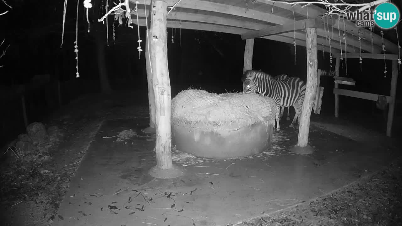 Le Zebre nello ZOO di Ljubljana – Slovenia Live webcam