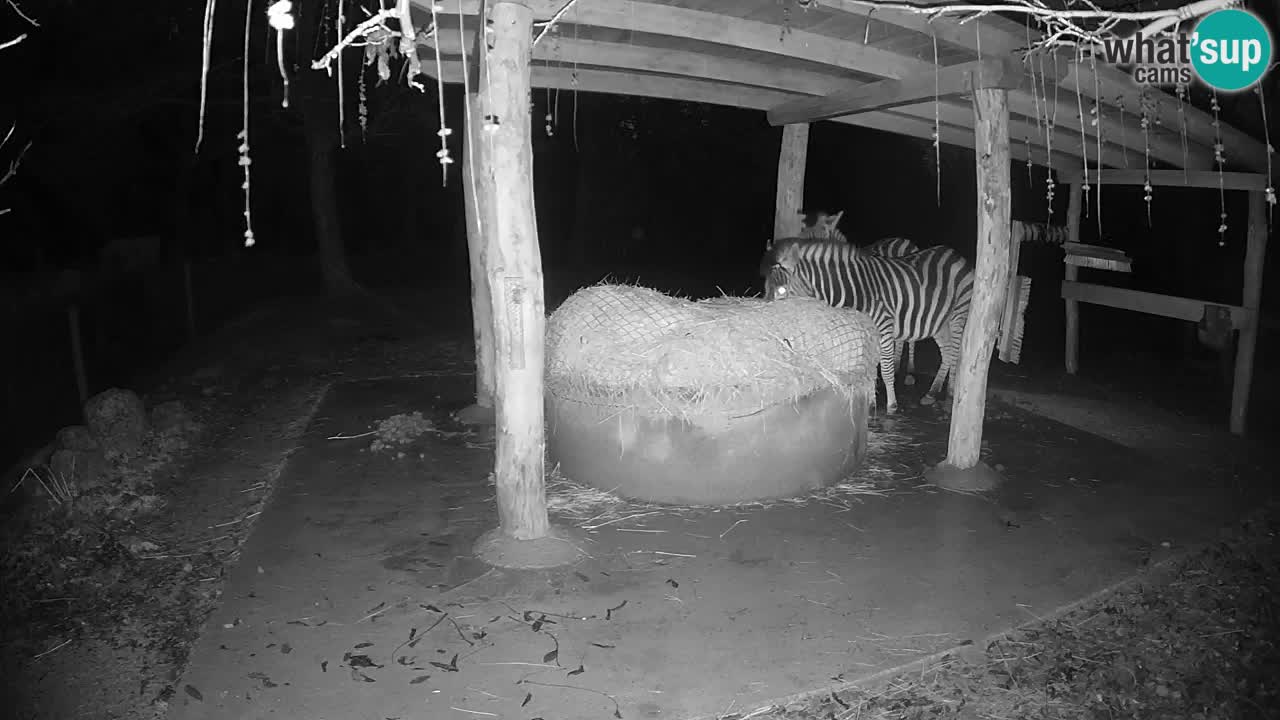 Live Webcam Zebras in Ljubljana ZOO – Slowenien