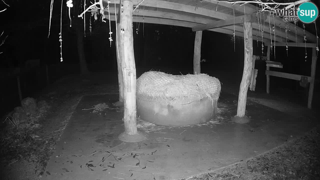 Live webcam Les zèbres in Ljubljana ZOO – Slovénie