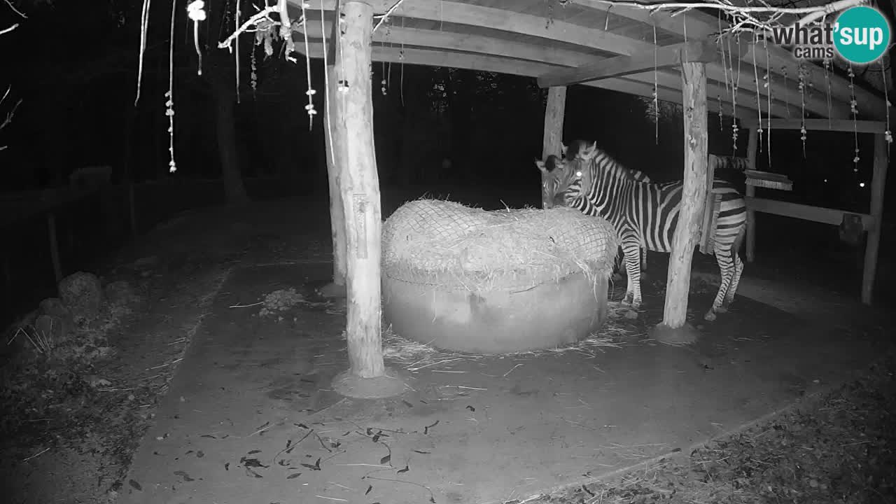 Le Zebre nello ZOO di Ljubljana – Slovenia Live webcam