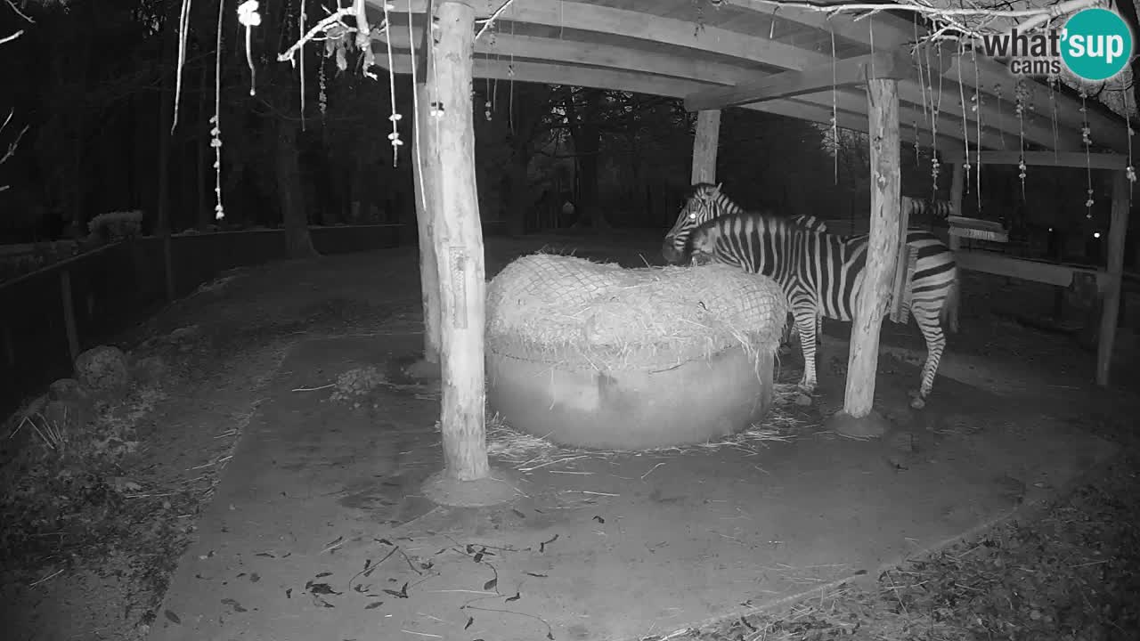 Le Zebre nello ZOO di Ljubljana – Slovenia Live webcam