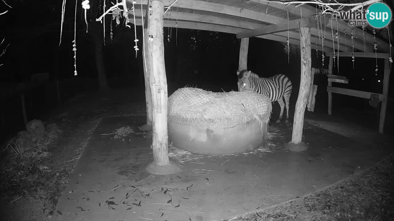 Le Zebre nello ZOO di Ljubljana – Slovenia Live webcam