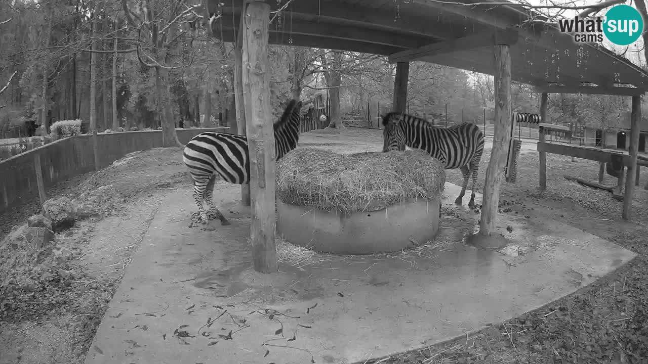 Le Zebre nello ZOO di Ljubljana – Slovenia Live webcam