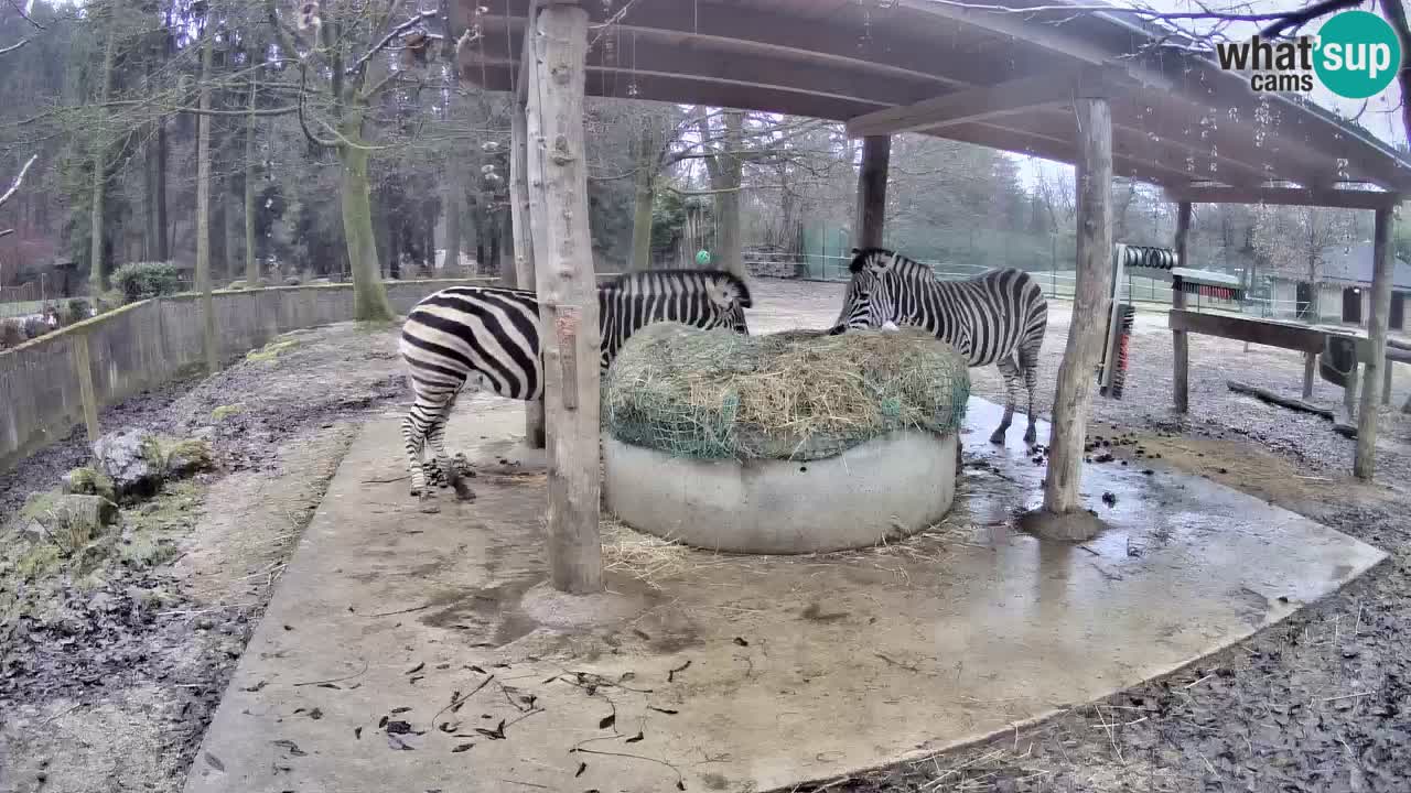 Le Zebre nello ZOO di Ljubljana – Slovenia Live webcam