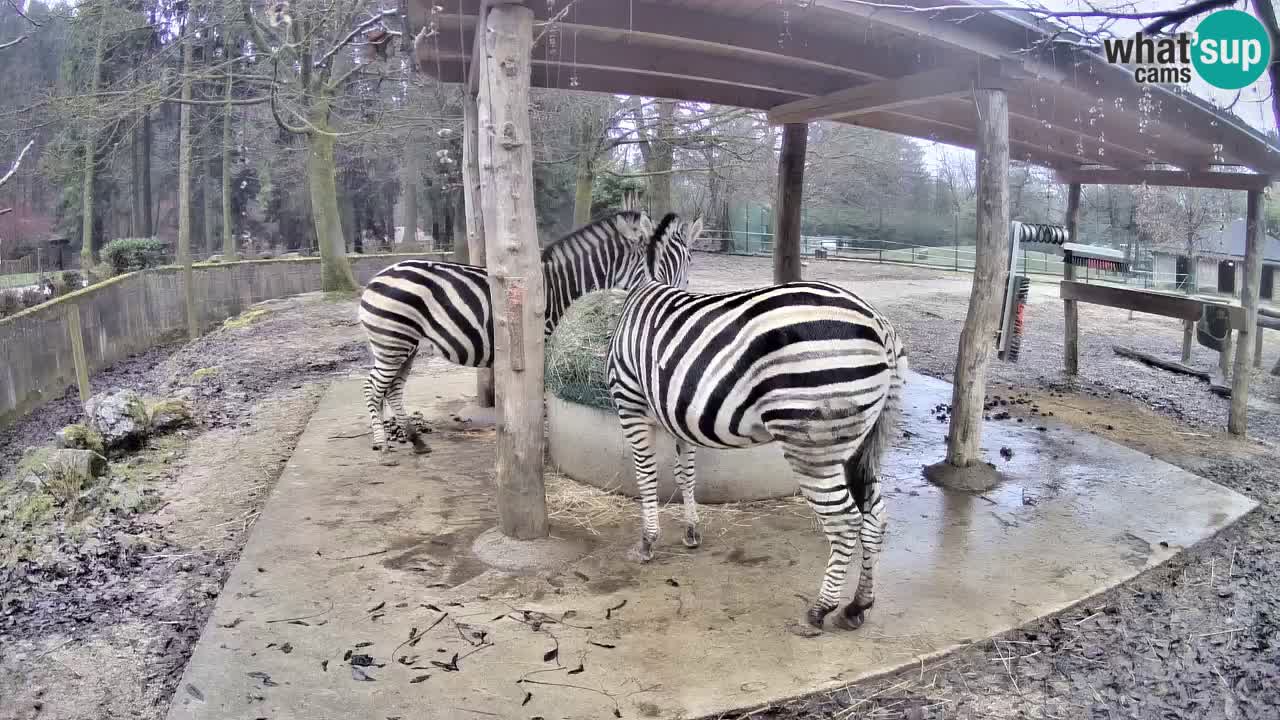 Live webcam Les zèbres in Ljubljana ZOO – Slovénie