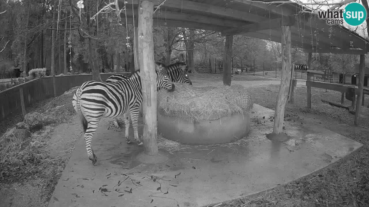 Le Zebre nello ZOO di Ljubljana – Slovenia Live webcam