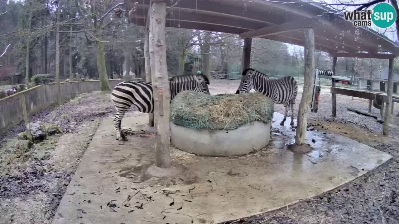 Le Zebre nello ZOO di Ljubljana – Slovenia Live webcam