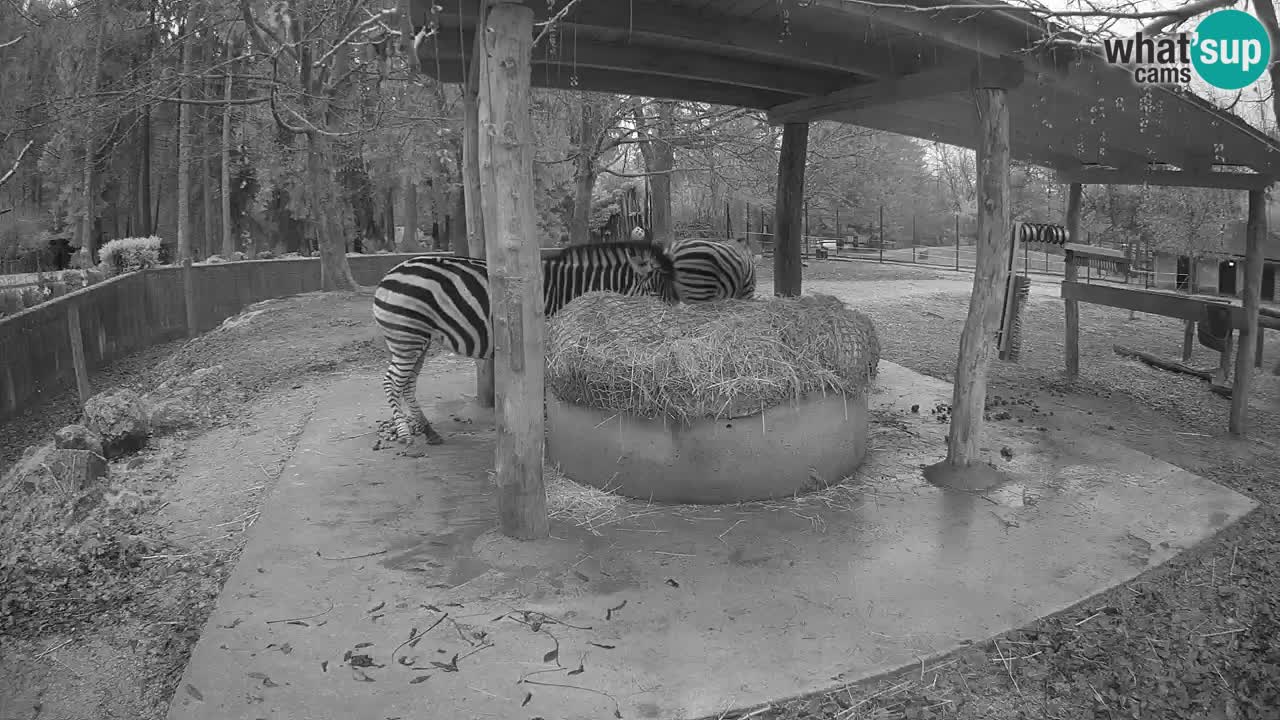 Le Zebre nello ZOO di Ljubljana – Slovenia Live webcam