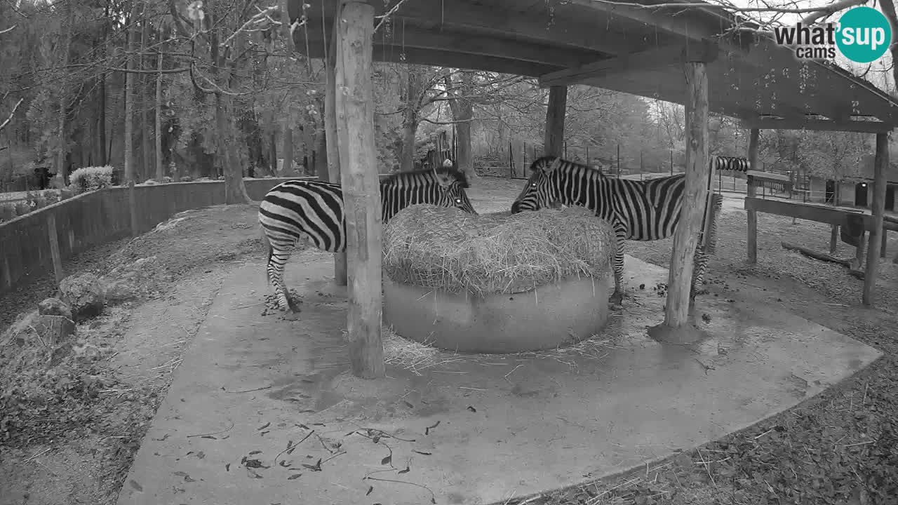 Live webcam Les zèbres in Ljubljana ZOO – Slovénie