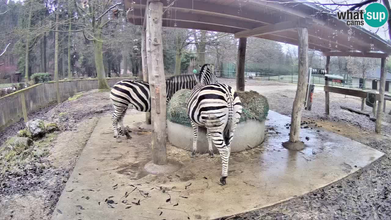 Le Zebre nello ZOO di Ljubljana – Slovenia Live webcam