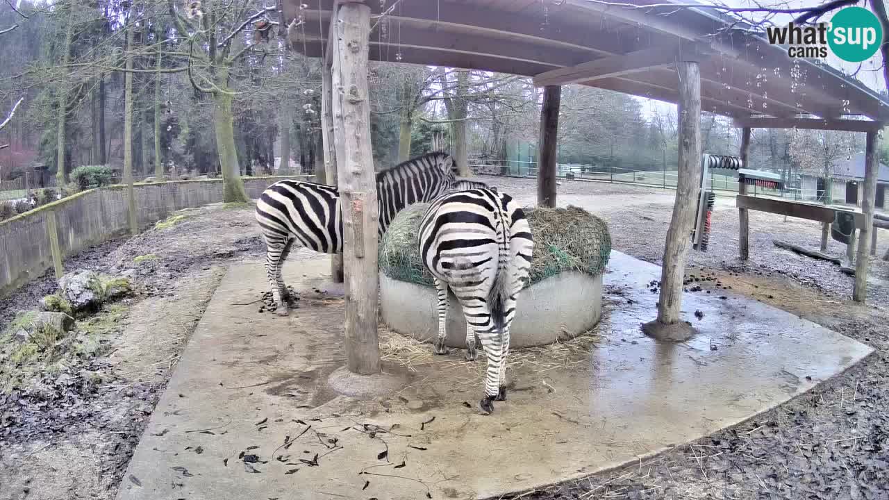 Le Zebre nello ZOO di Ljubljana – Slovenia Live webcam