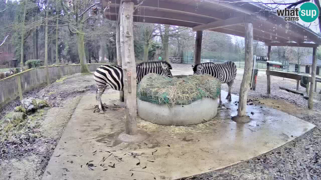 Le Zebre nello ZOO di Ljubljana – Slovenia Live webcam