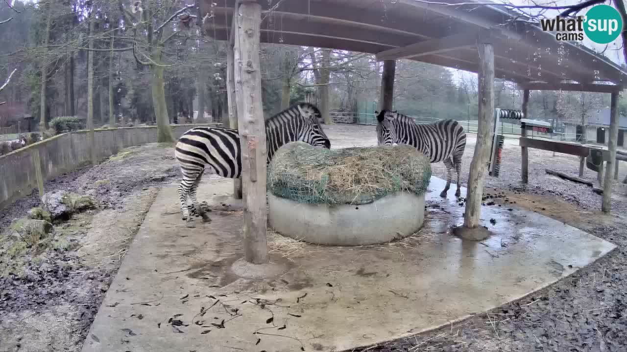 Le Zebre nello ZOO di Ljubljana – Slovenia Live webcam