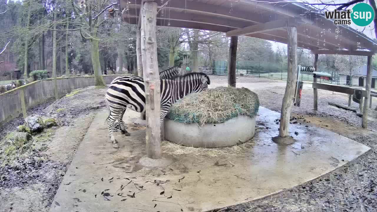 Zebre v živo v živalskem vrtu Ljubljana ZOO spletne kamere