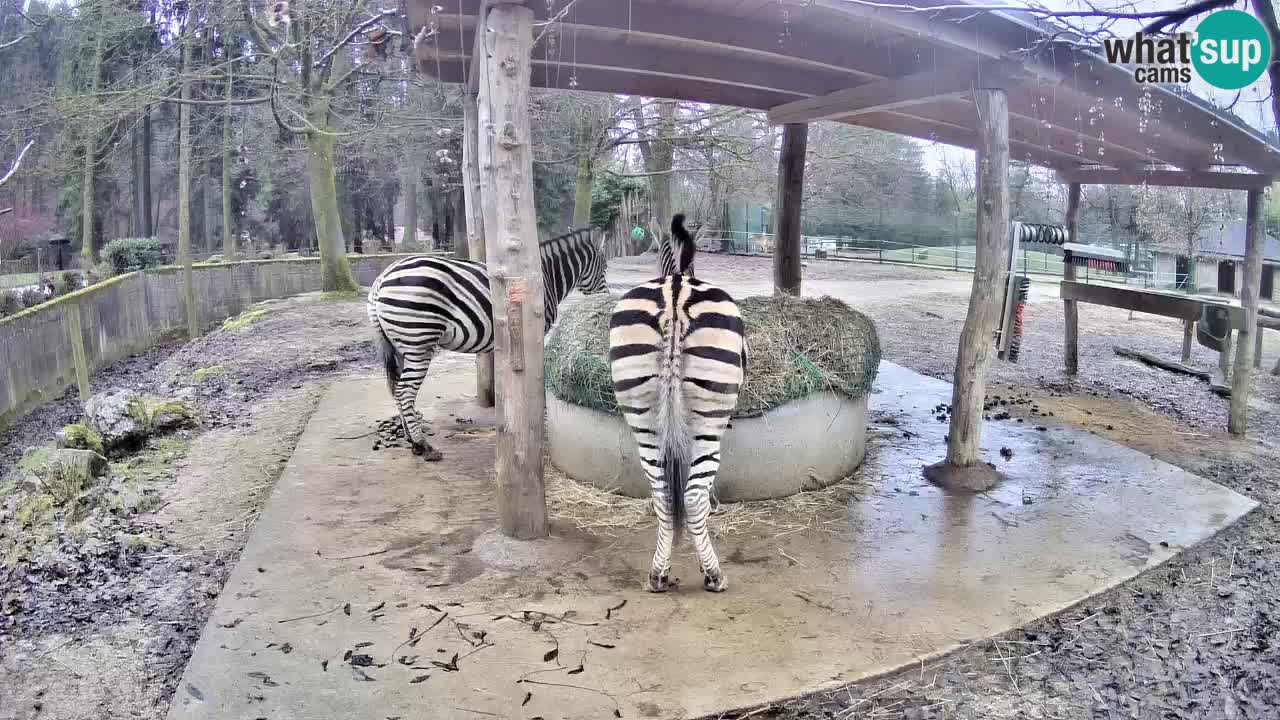 Web kamera uživo Zebras u ZOO Ljubljana – Slovenija