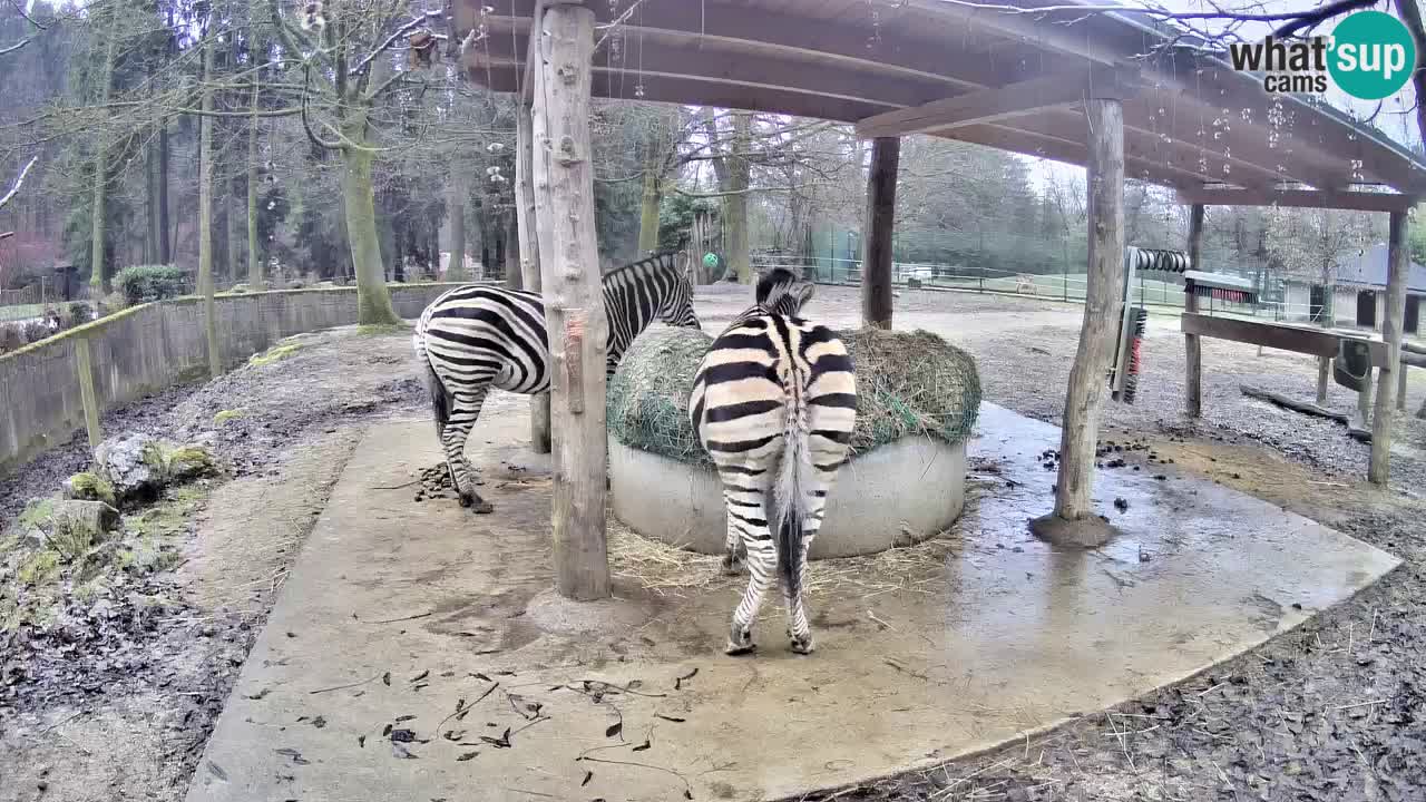 Le Zebre nello ZOO di Ljubljana – Slovenia Live webcam