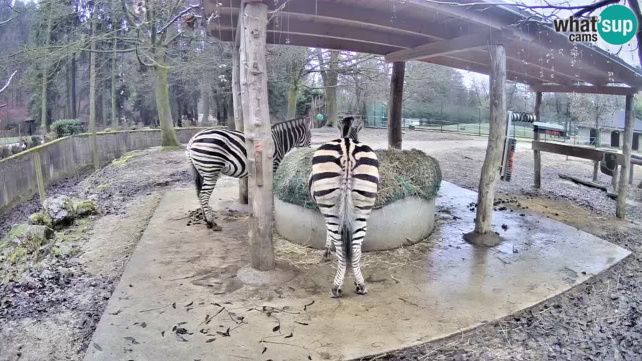 Le Zebre nello ZOO di Ljubljana – Slovenia Live webcam