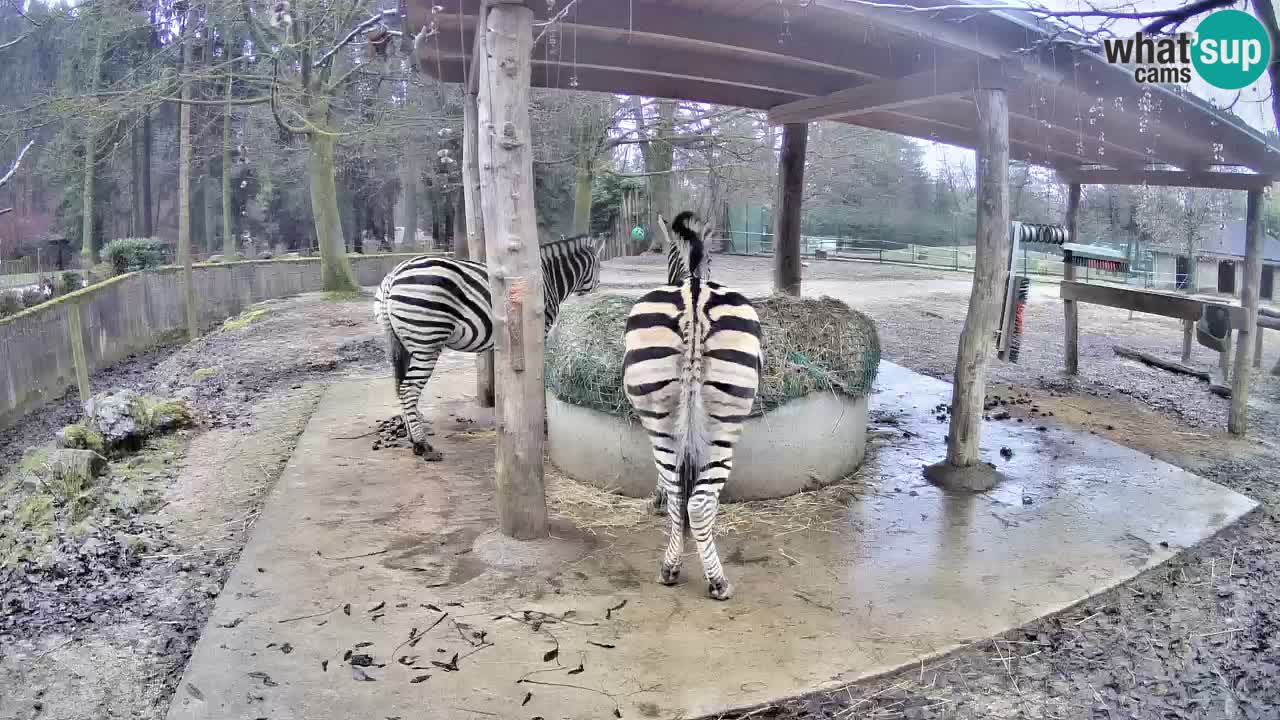 Le Zebre nello ZOO di Ljubljana – Slovenia Live webcam