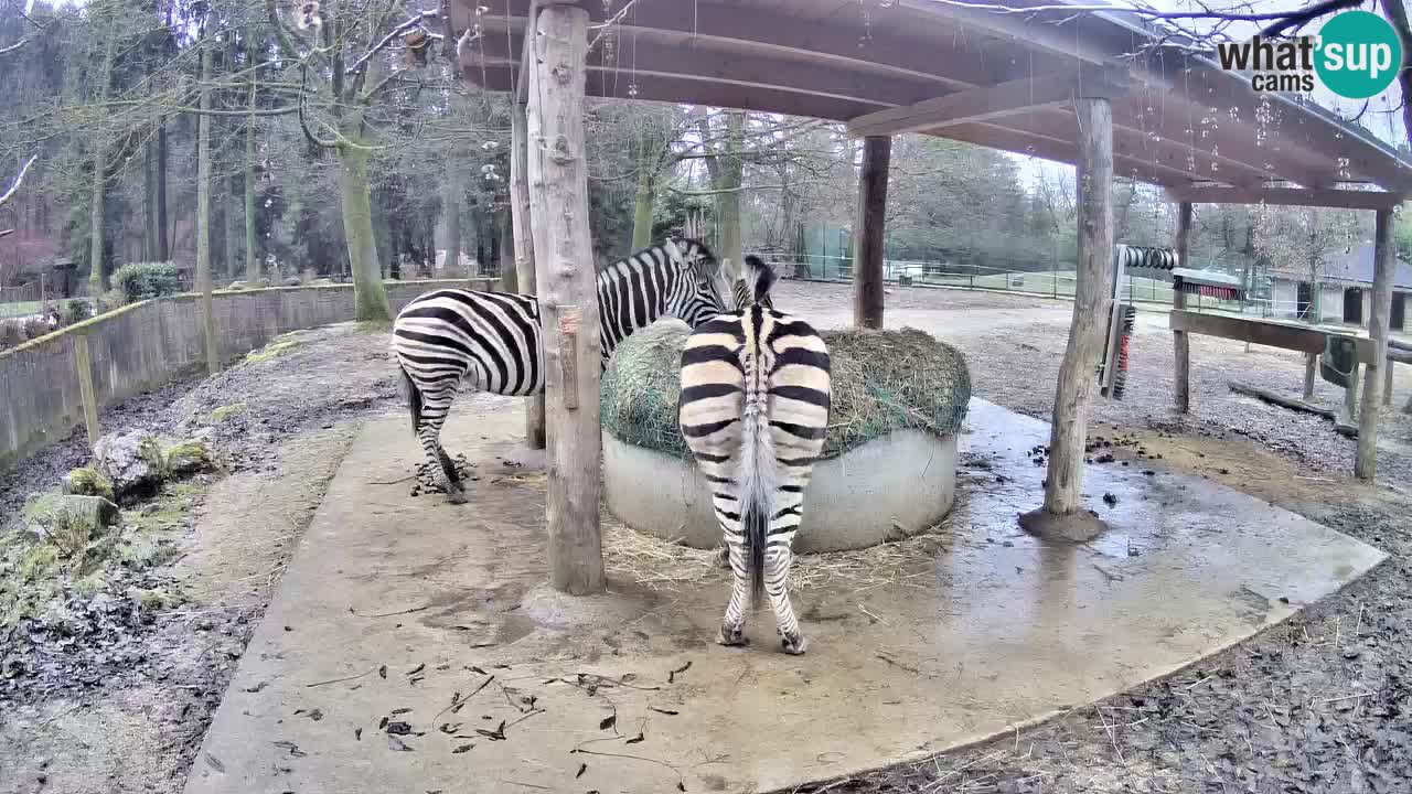 Live webcam Les zèbres in Ljubljana ZOO – Slovénie