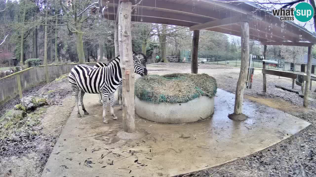 Zebre v živo v živalskem vrtu Ljubljana ZOO spletne kamere