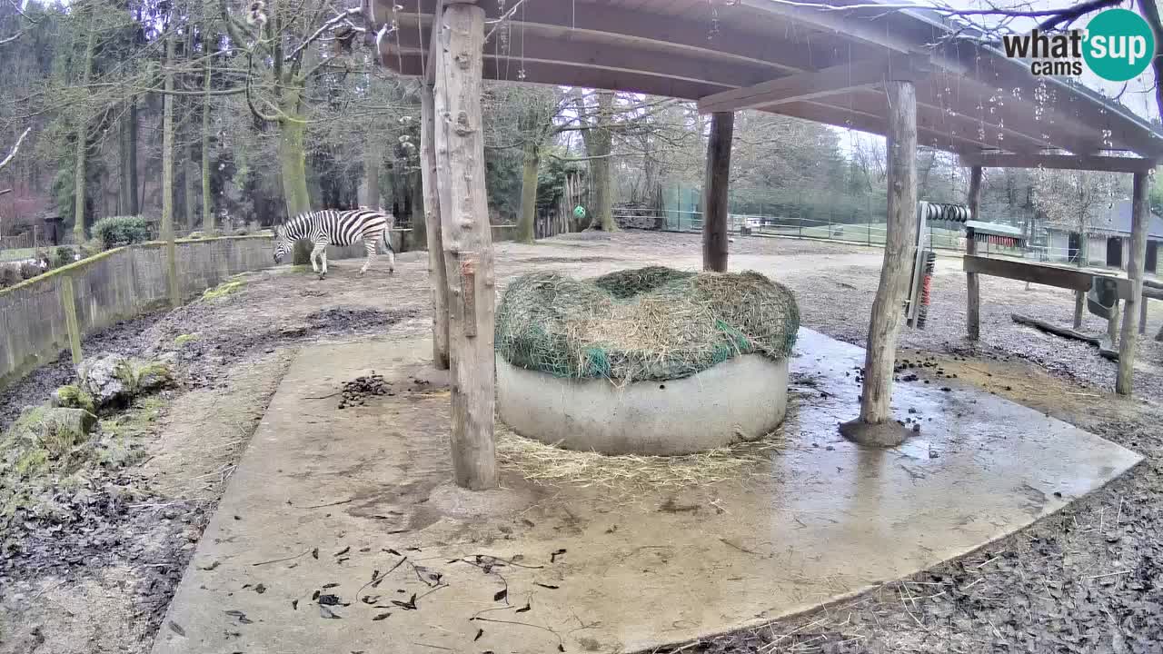 Live Webcam Zebras in Ljubljana ZOO – Slowenien