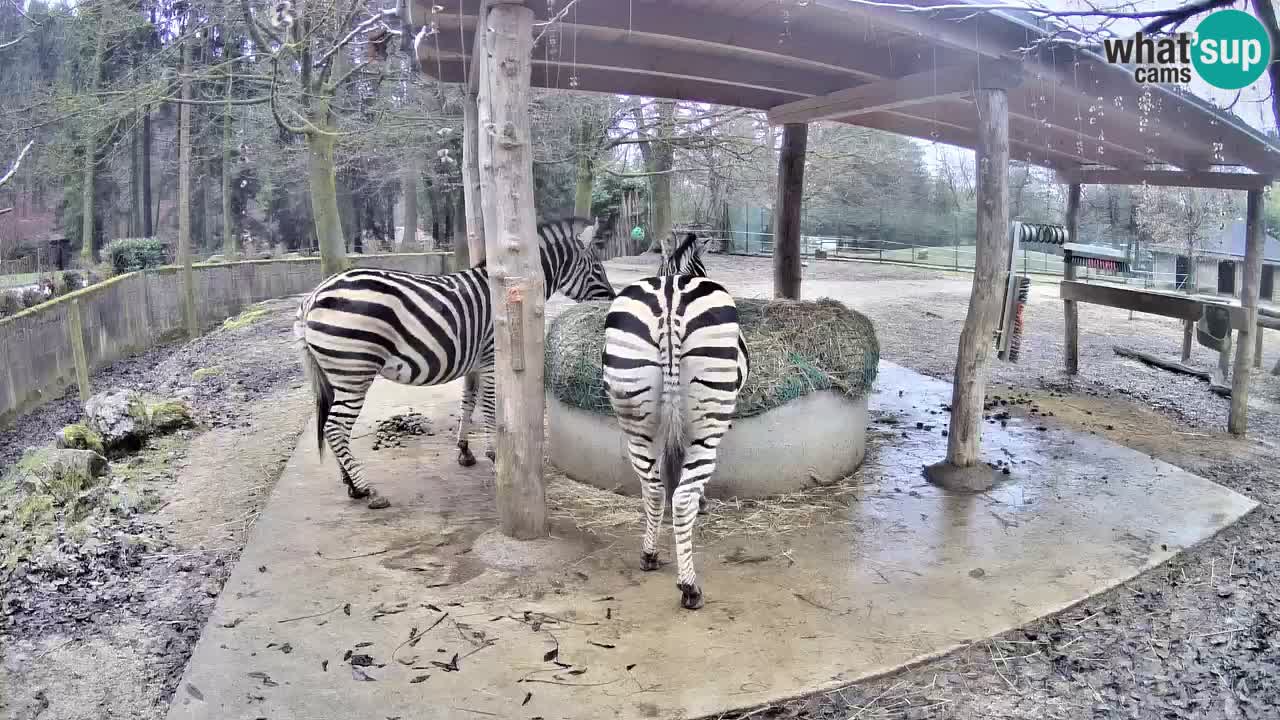 Le Zebre nello ZOO di Ljubljana – Slovenia Live webcam