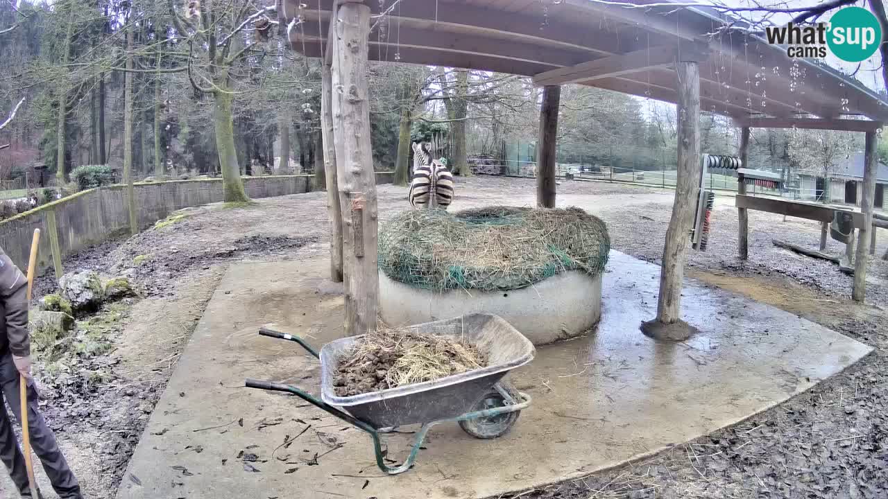 Zebre v živo v živalskem vrtu Ljubljana ZOO spletne kamere