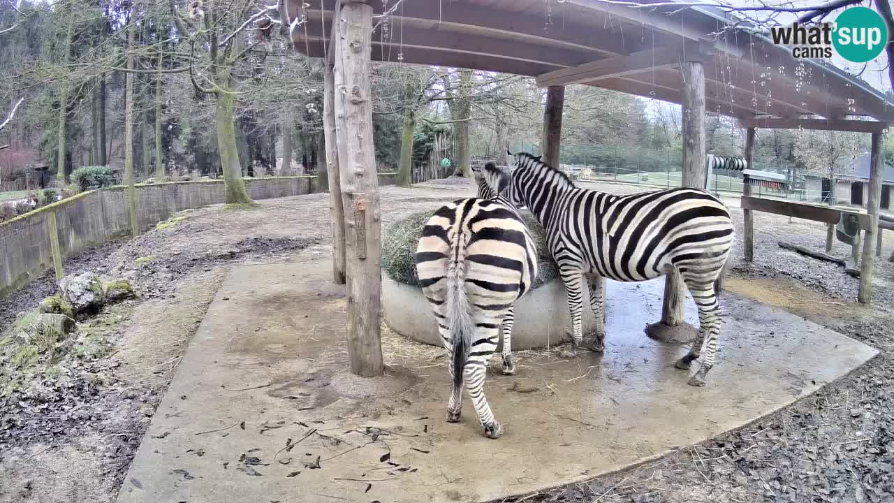 Live webcam Les zèbres in Ljubljana ZOO – Slovénie